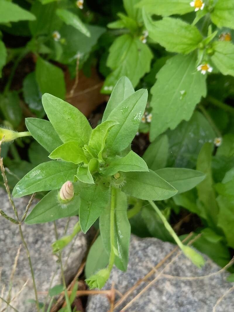 Convolvulus tricolor leaf