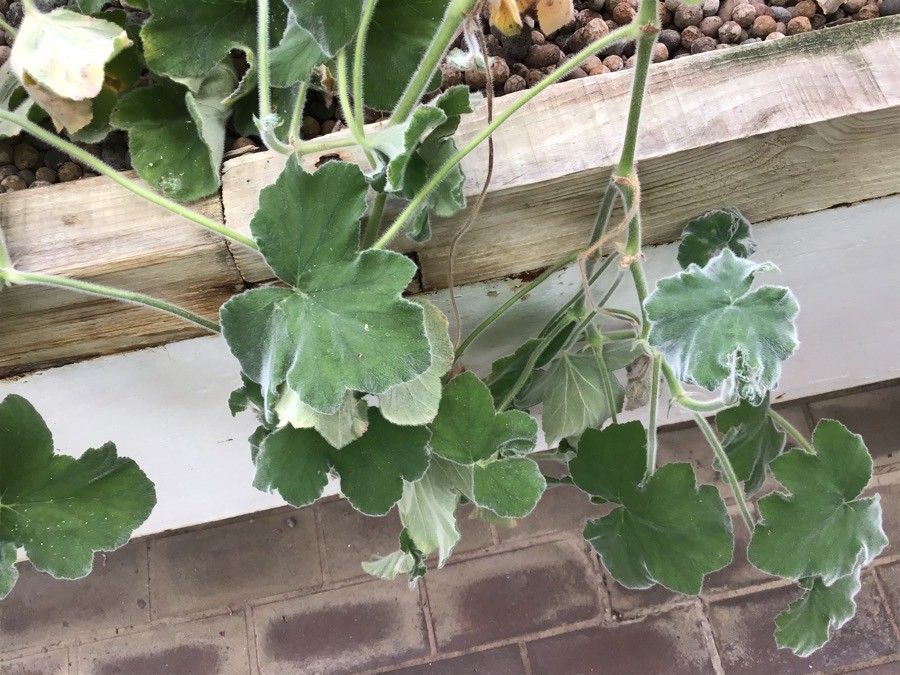 Pelargonium tomentosum — search result for 'Geranium'
