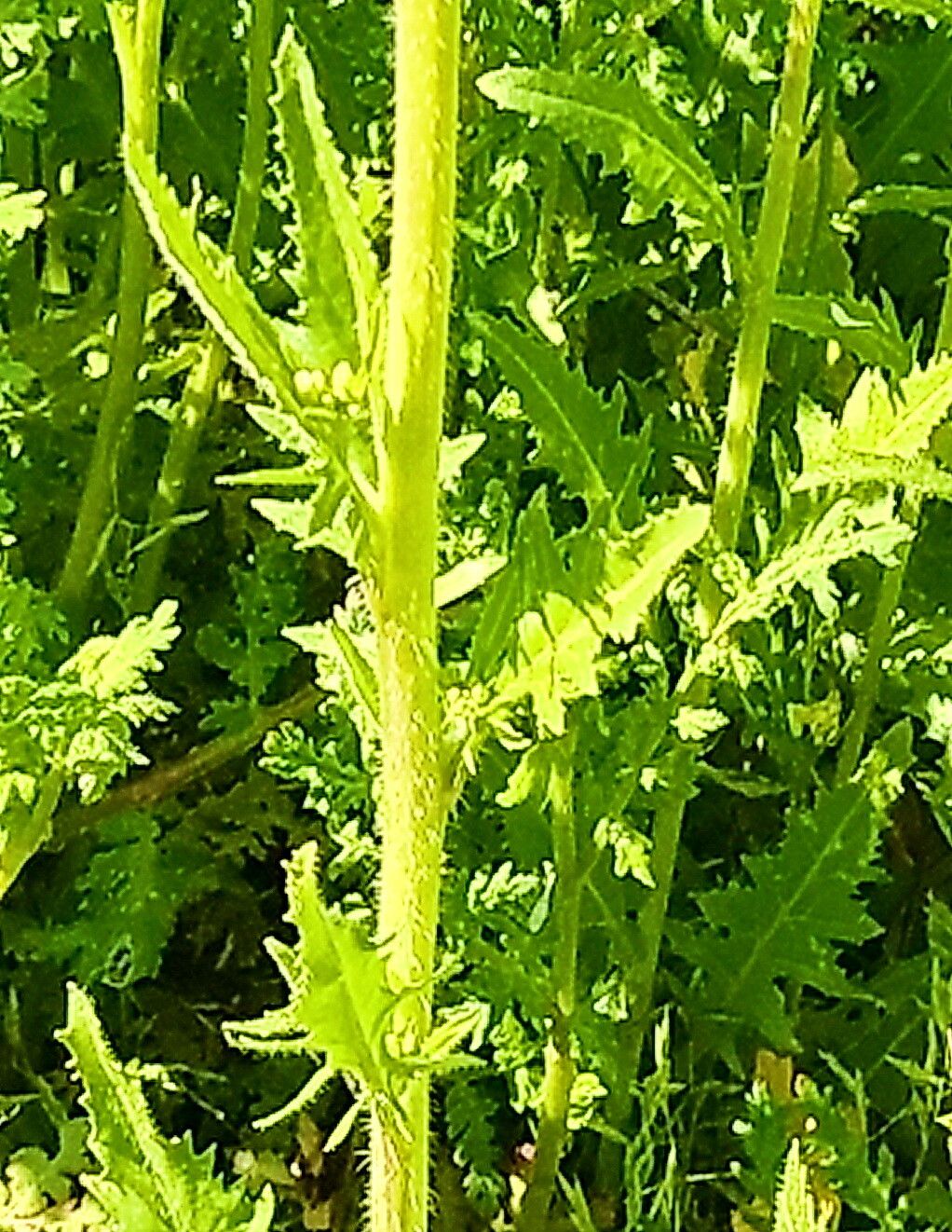 Streptanthus lasiophyllus — houseplant care guide