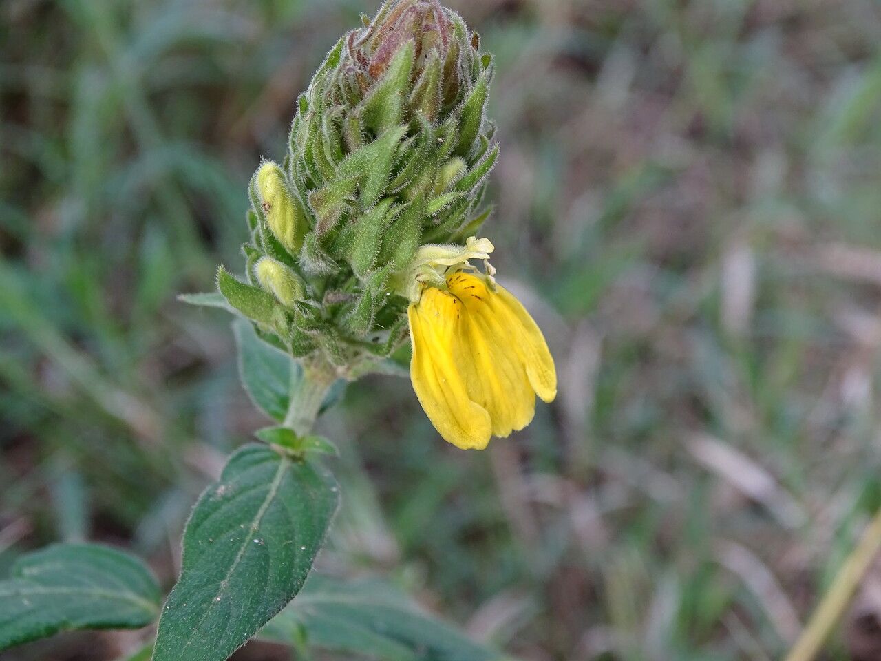 Justicia flava — search result for 'Justicia'