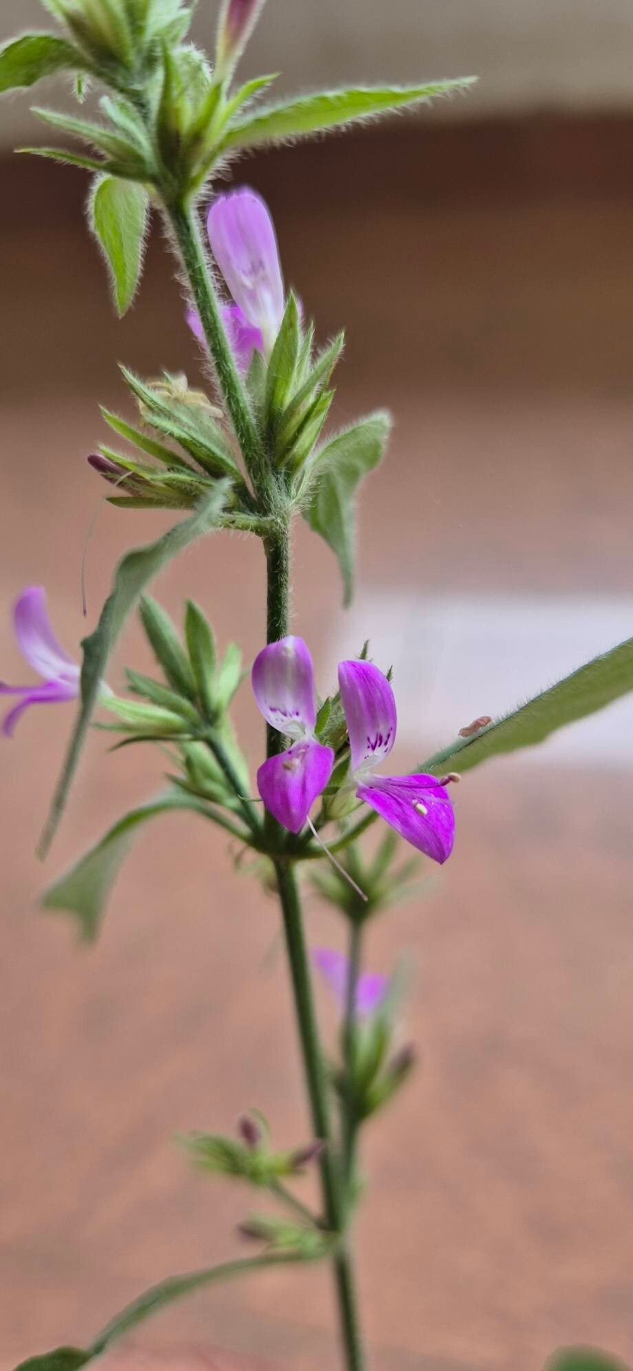 Dicliptera bupleuroides — houseplant care guide