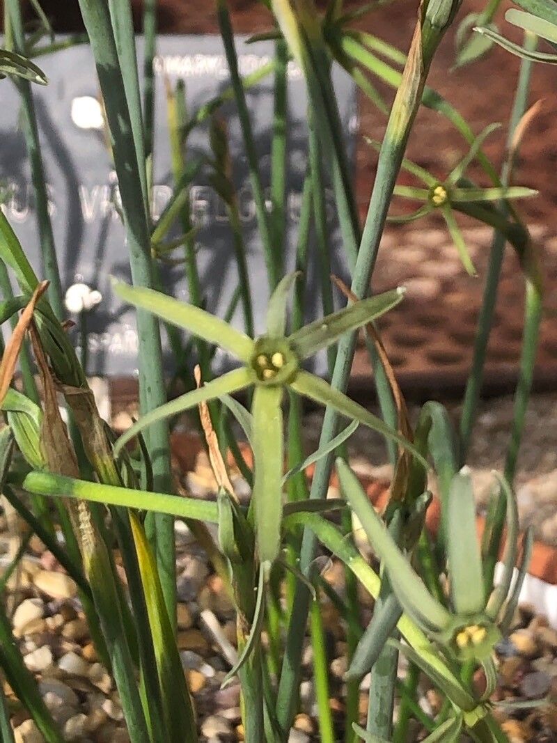 Narcissus viridiflorus flower