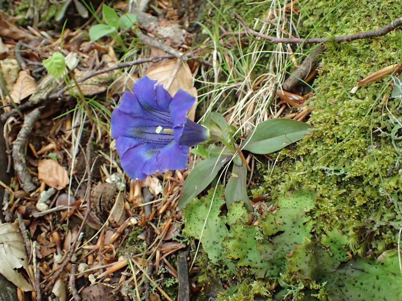 Gentiana occidentalis habit