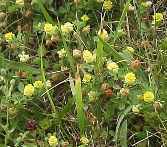Trifolium campestre flower