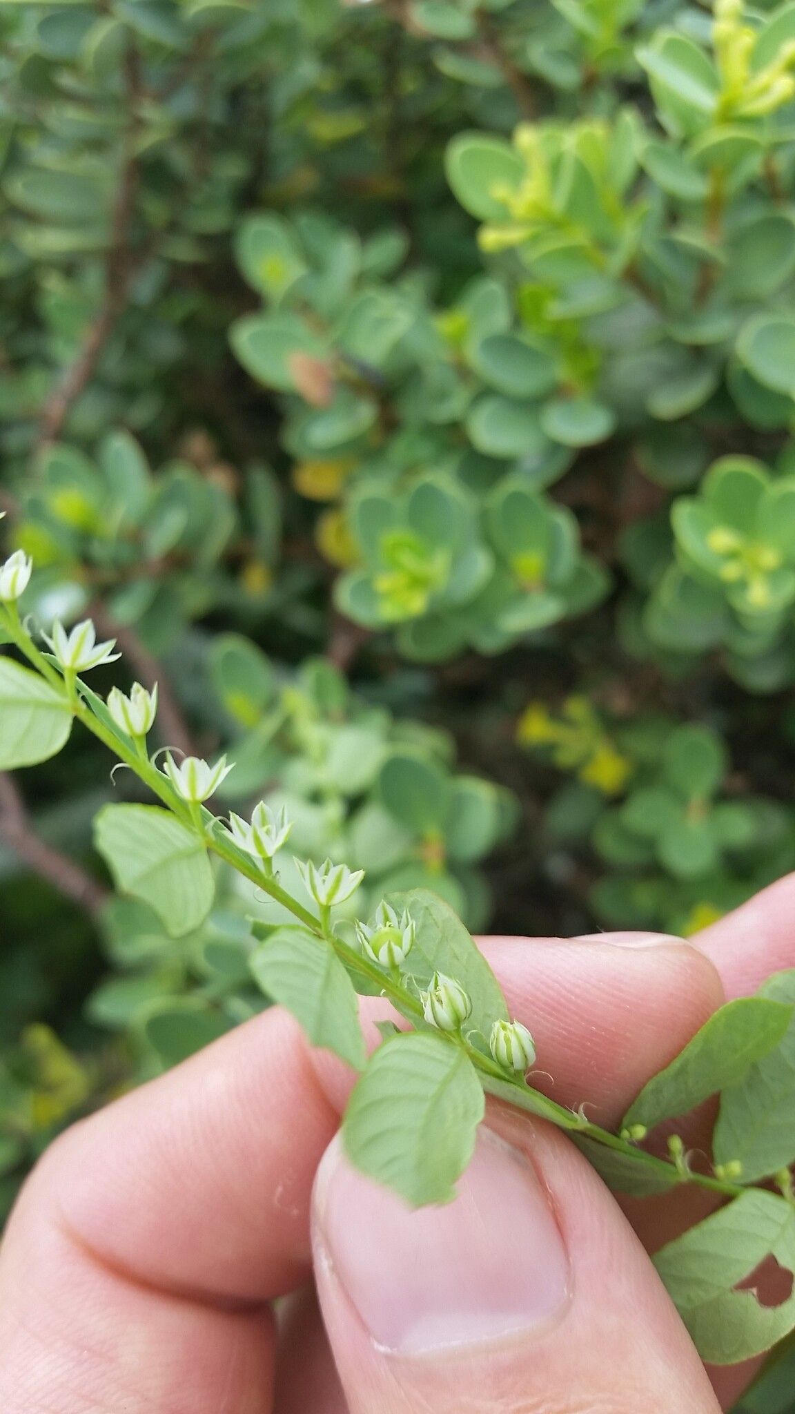Phyllanthus leucanthus flower