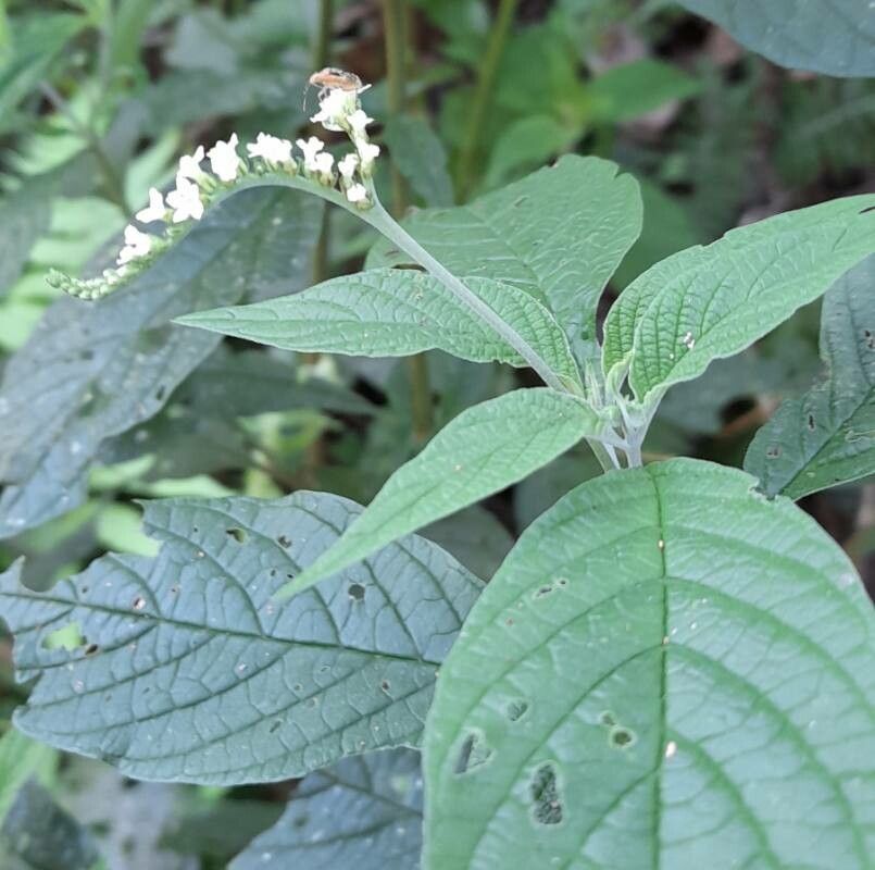 Heliotropium transalpinum — search result for 'Heliotropium'