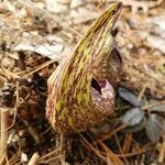 Symplocarpus foetidus