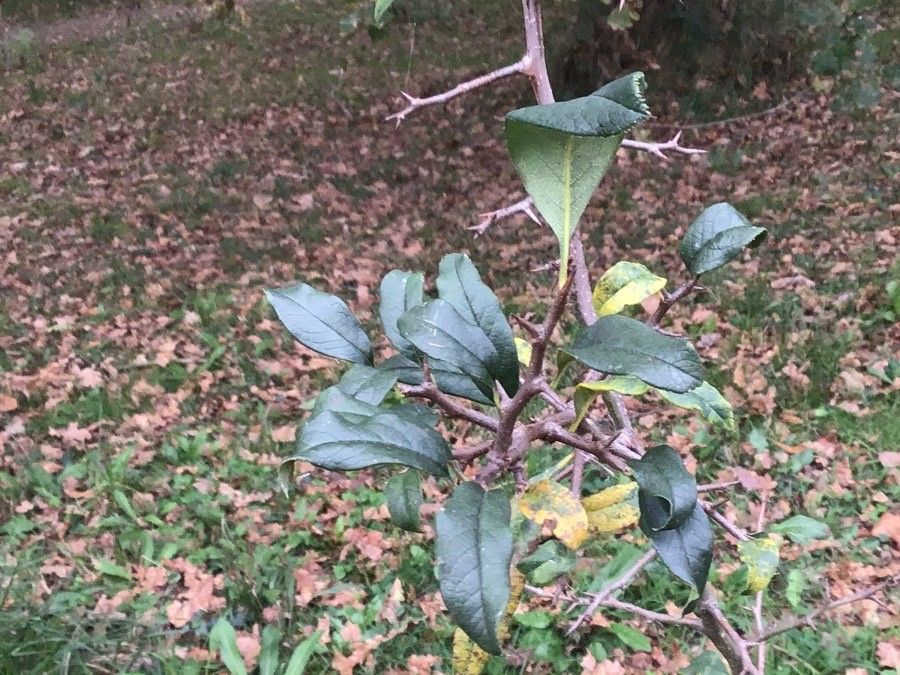 Chaenomeles thibetica — houseplant care guide