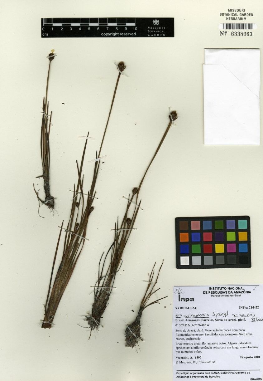 Xyris surinamensis other