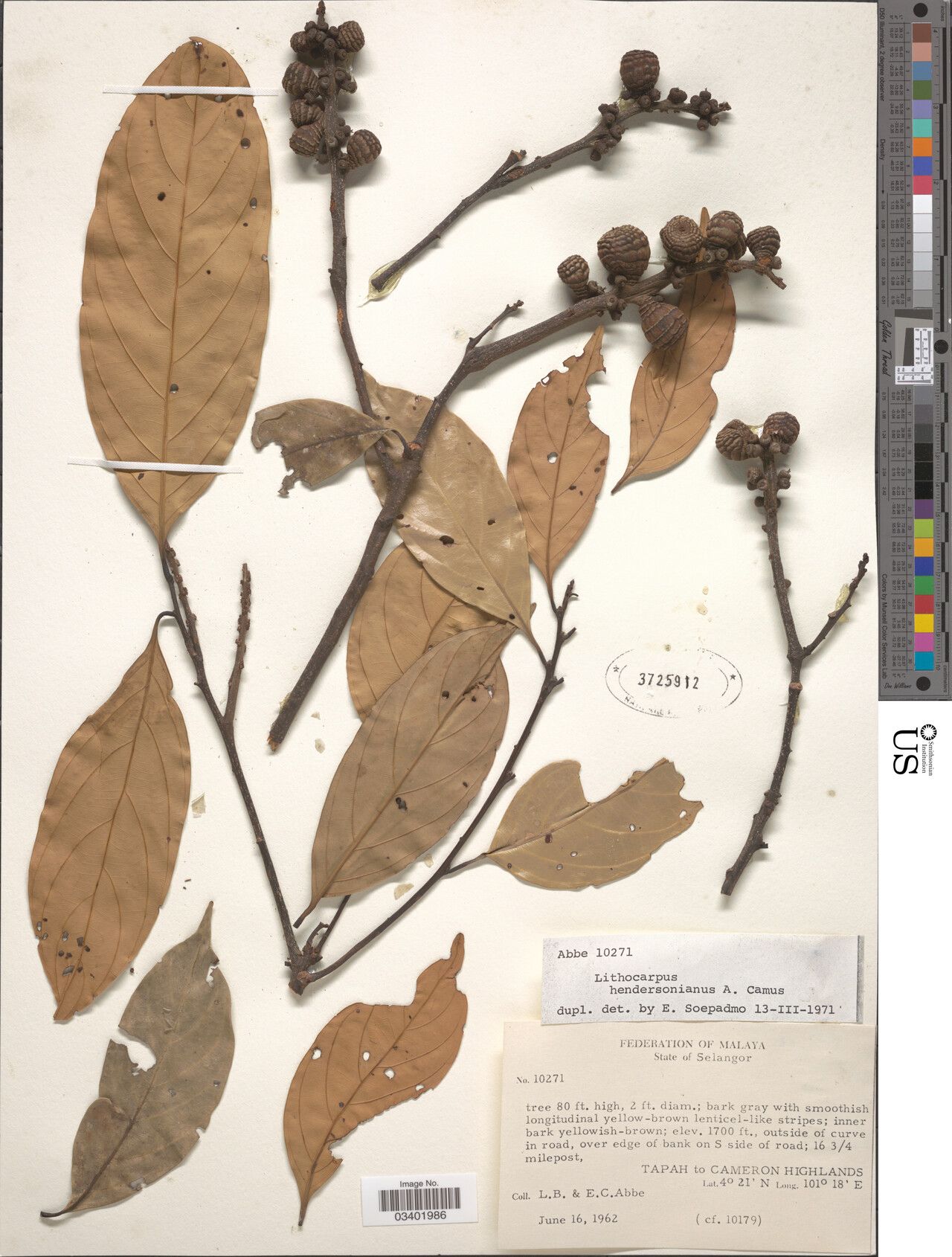 Lithocarpus hendersonianus — search result for 'Lithocarpus'