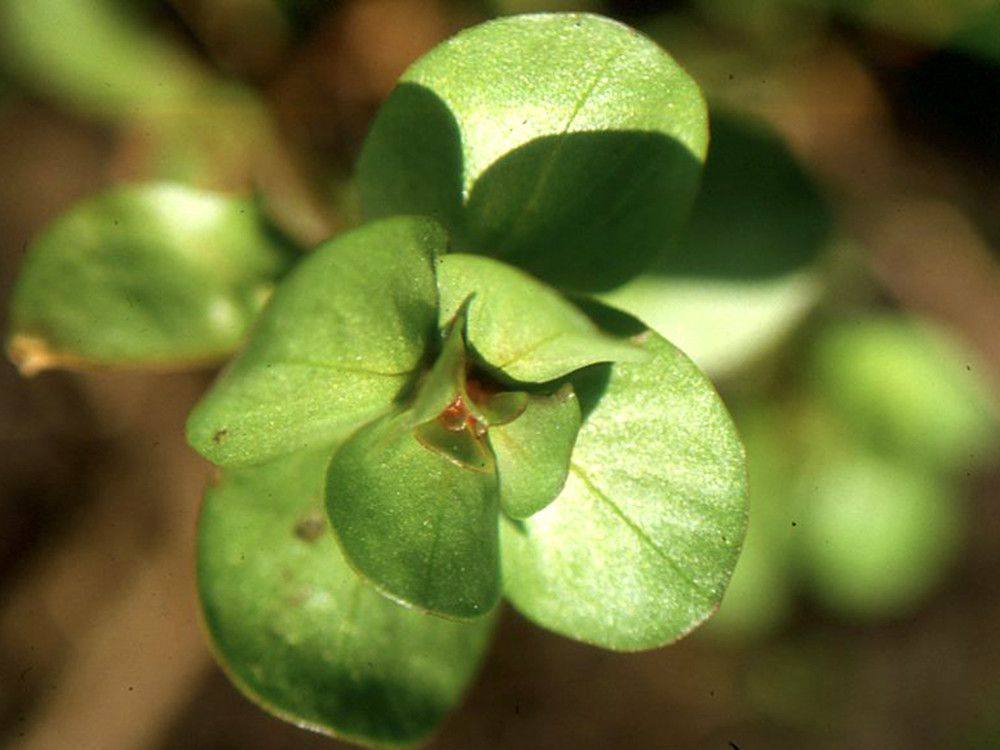 Lythrum borysthenicum fruit
