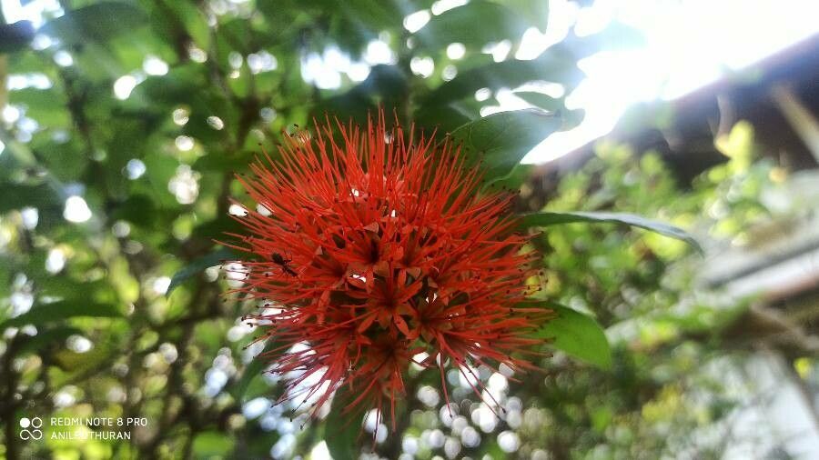 Combretum constrictum flower