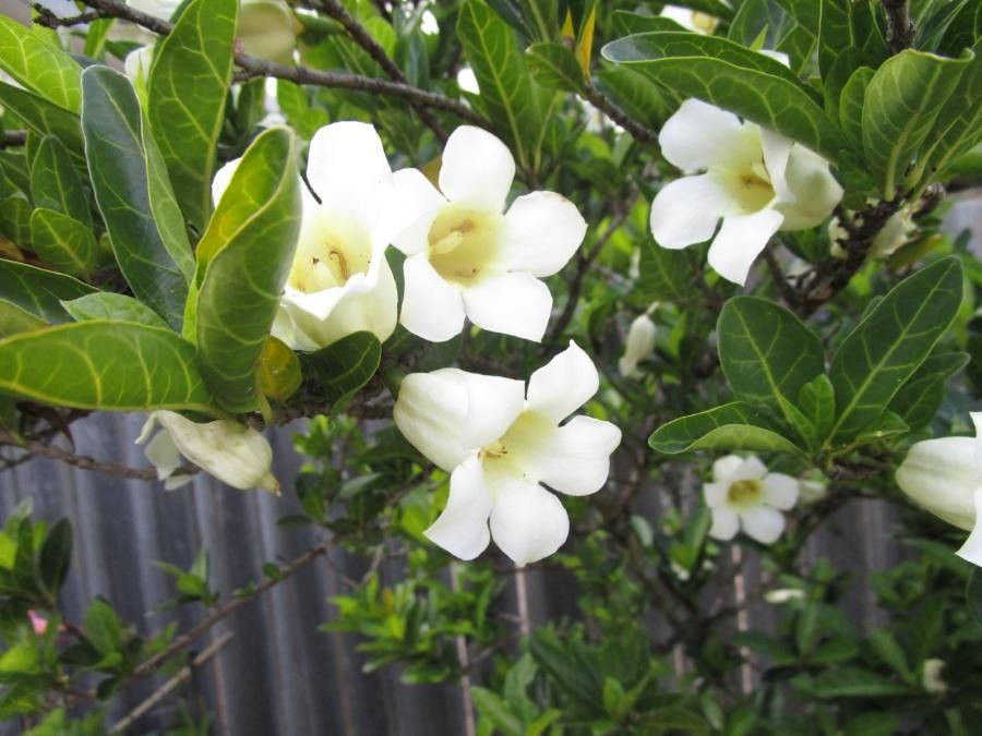 Rothmannia globosa flower