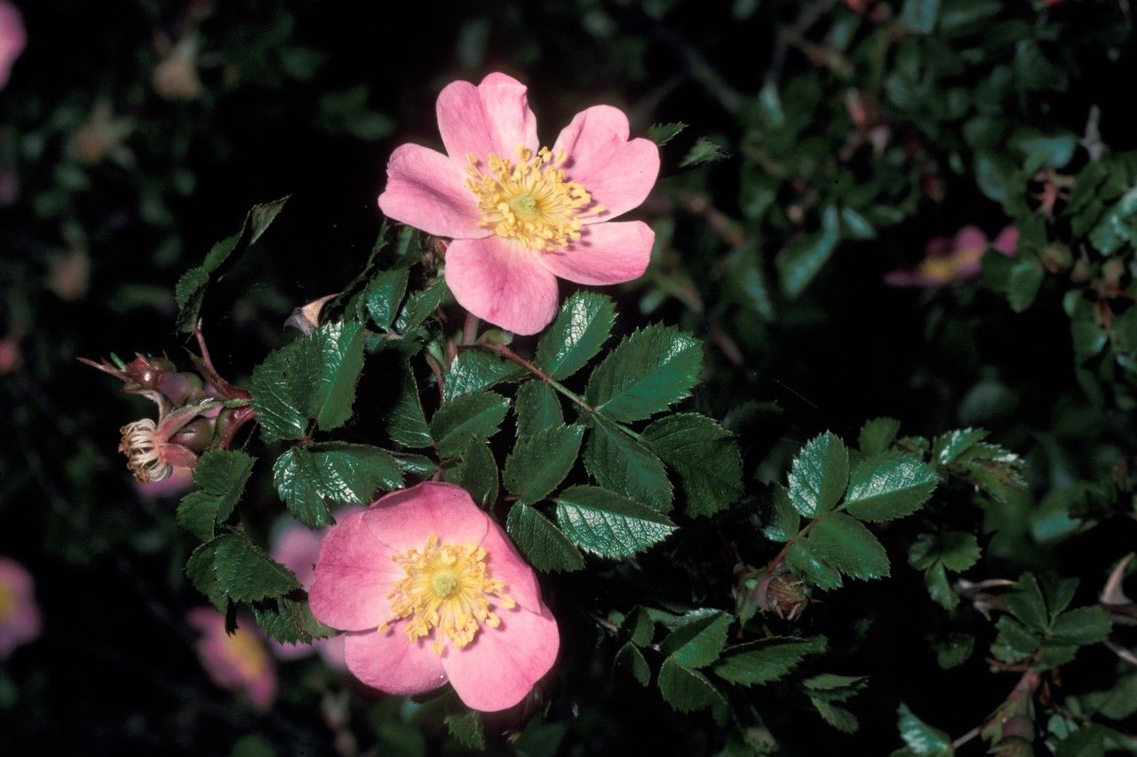 Rosa serafinii flower