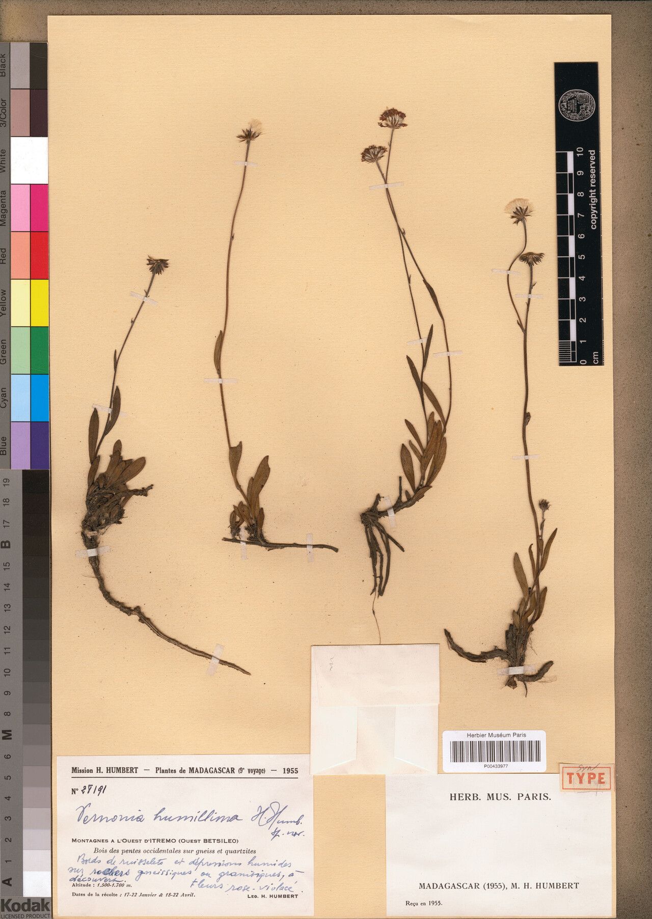 Vernonia humillima — houseplant care guide