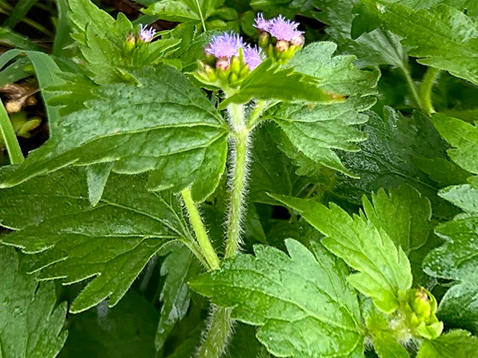 Praxelis diffusa — related species from the same genus