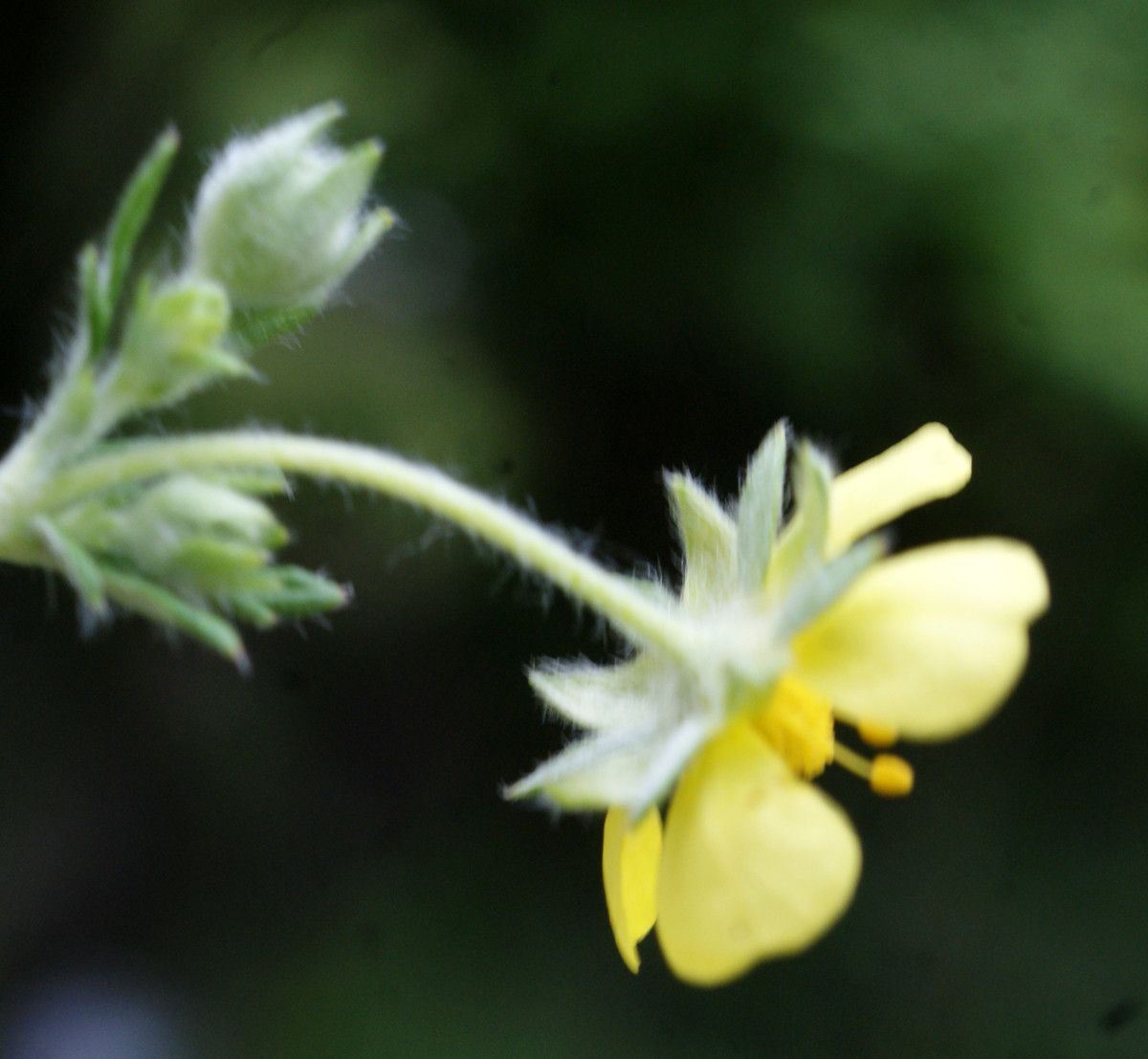 Potentilla inaperta flower