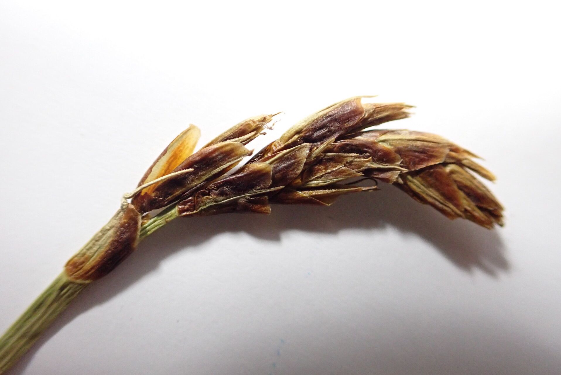 Carex uncinioides fruit