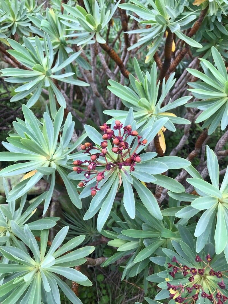 Euphorbia atropurpurea fruit