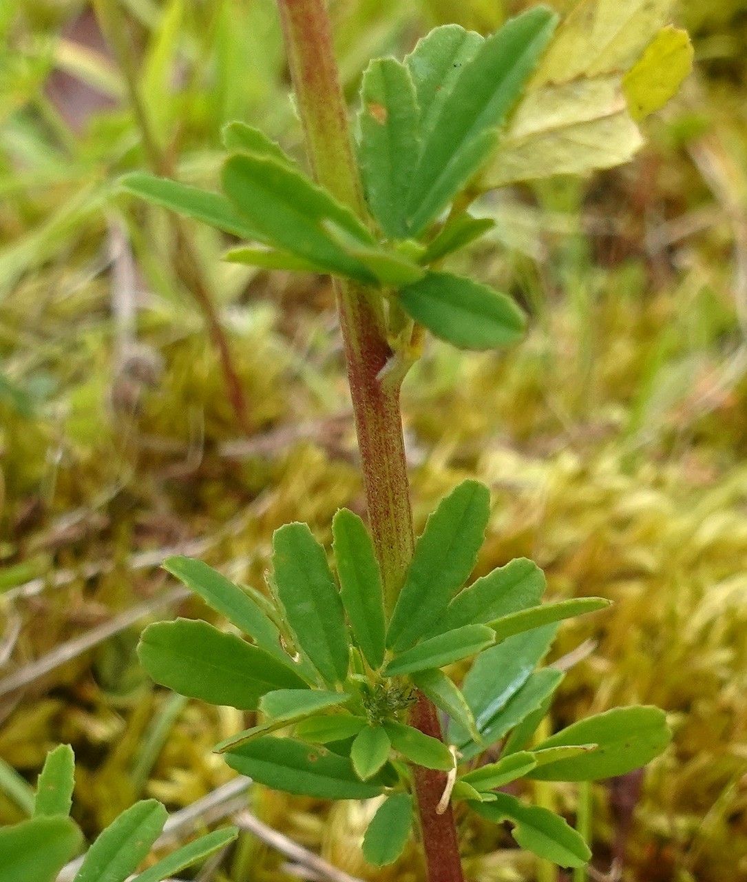 Trigonella officinalis leaf