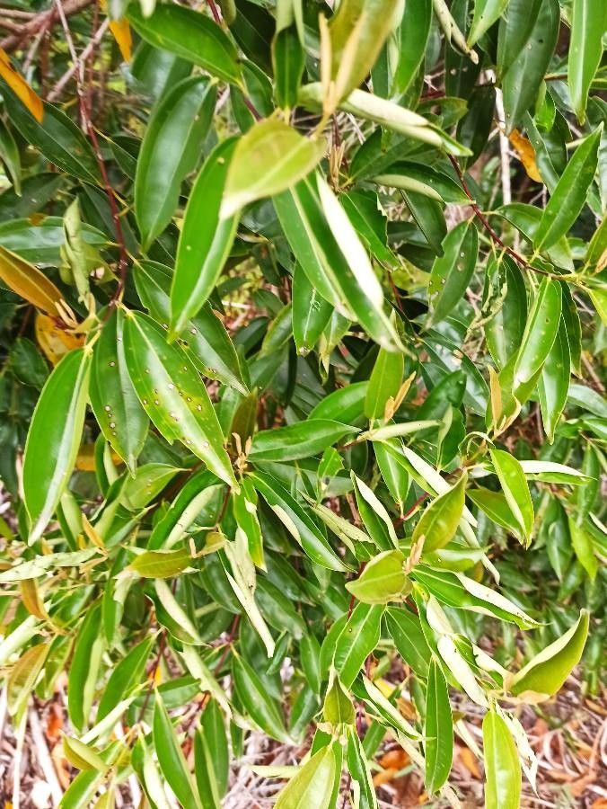 Miconia ligustroides leaf