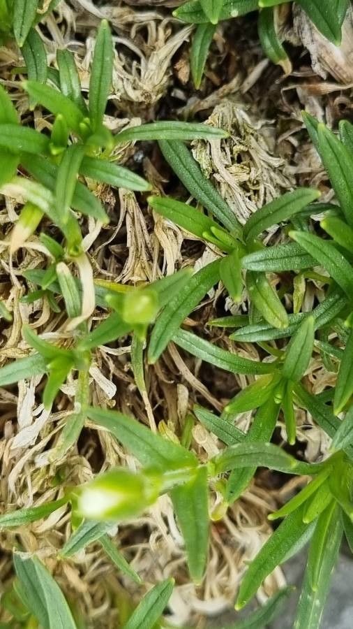 Cerastium julicum — search result for 'Cerastium'