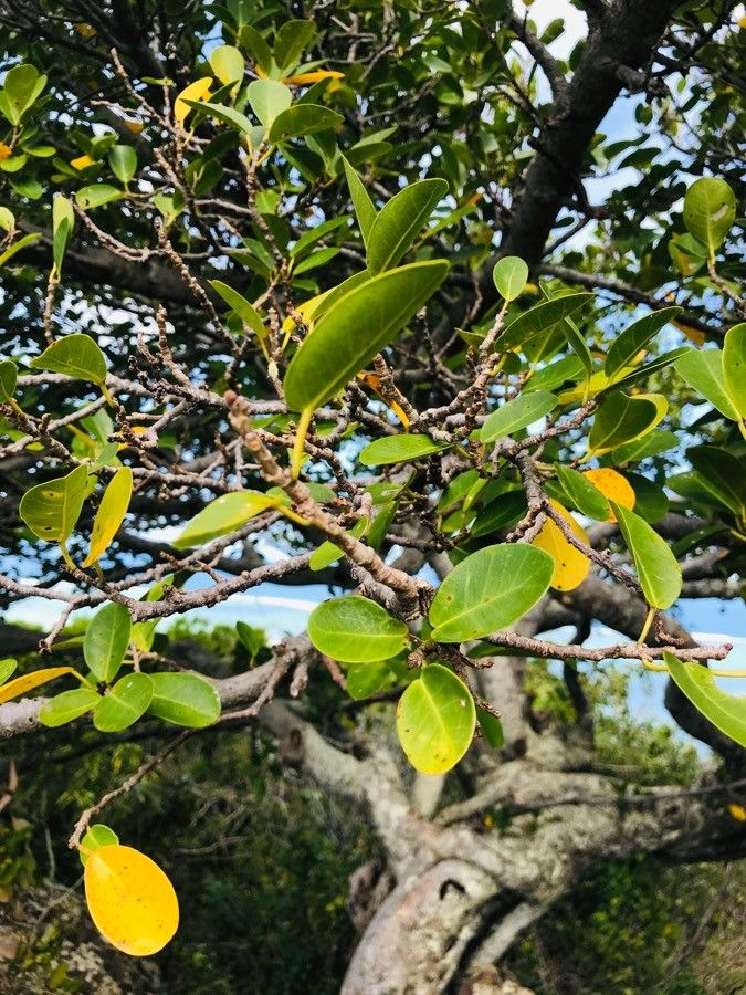 Ficus reflexa — search result for 'Moraceae'