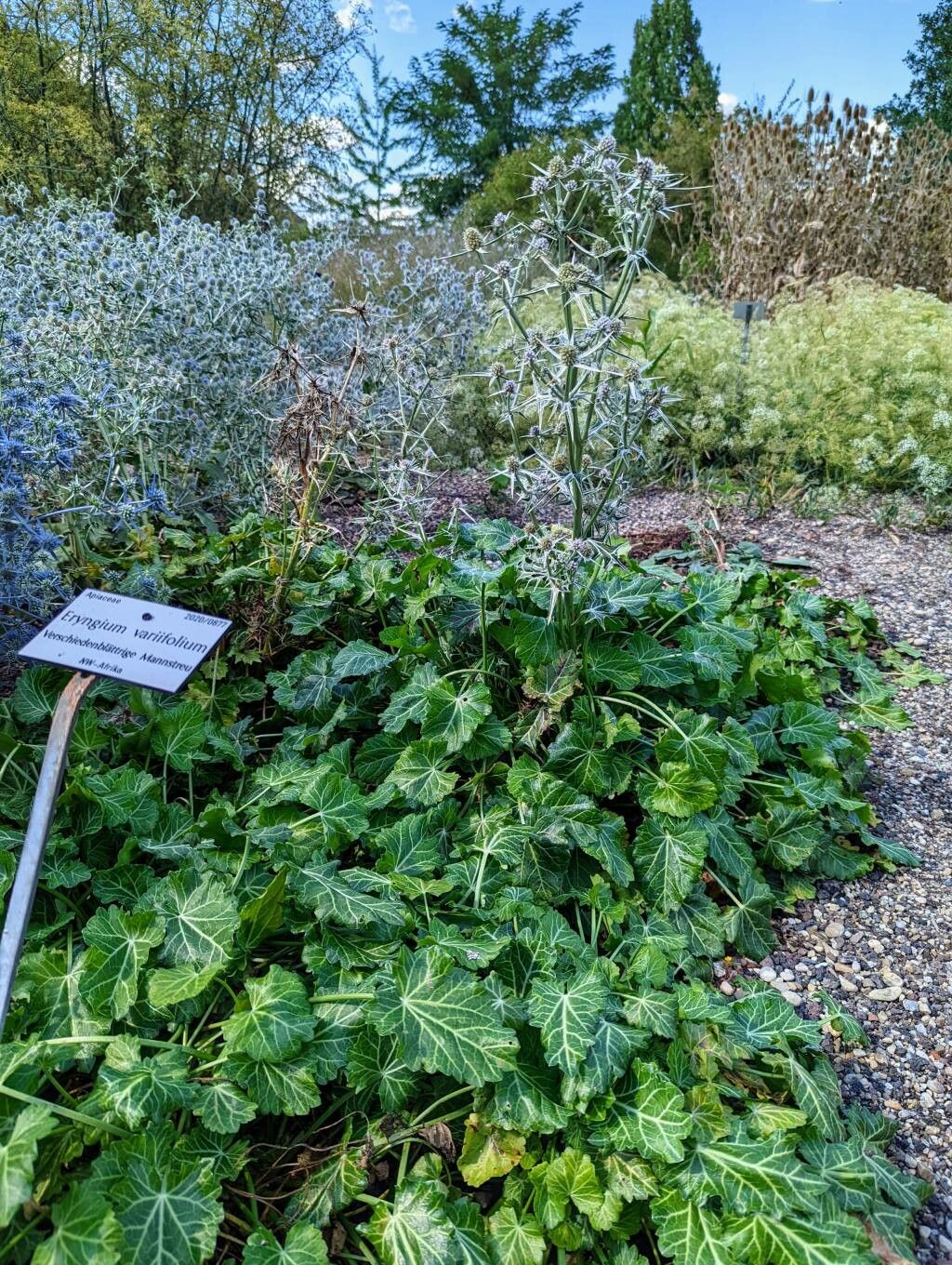 Eryngium variifolium habit