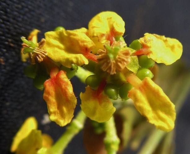 Tetrapterys discolor fruit