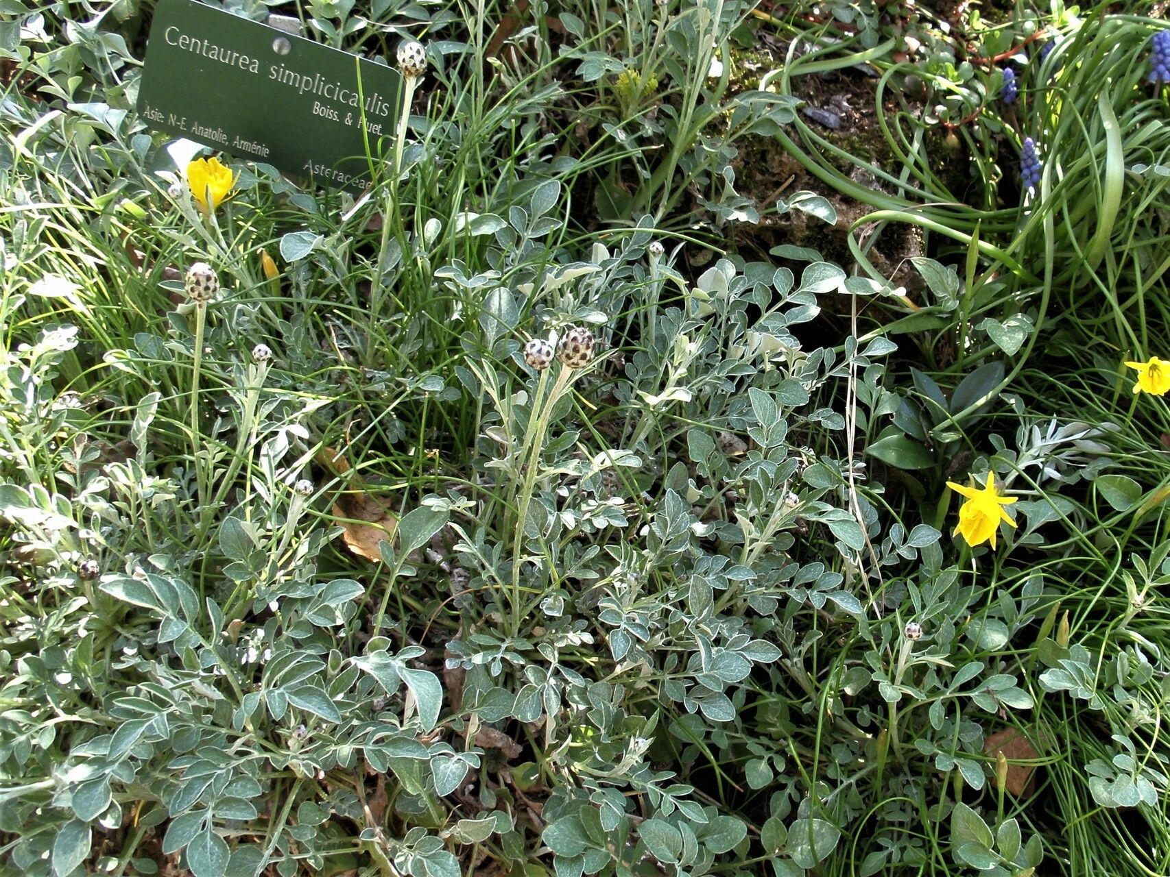 Psephellus simplicicaulis habit