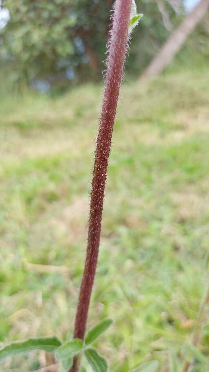 Campuloclinium macrocephalum bark