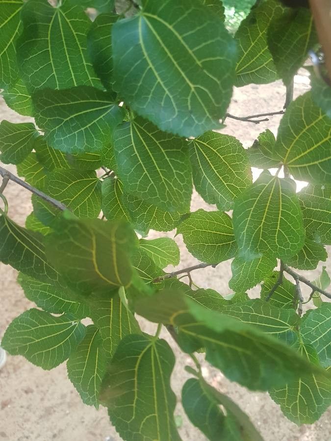 Morus mesozygia — search result for 'Uganda'