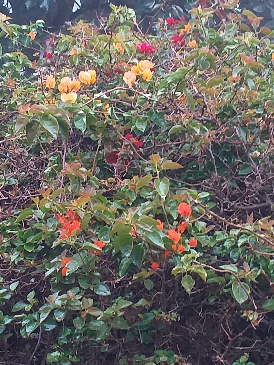 Bougainvillea buttiana flower