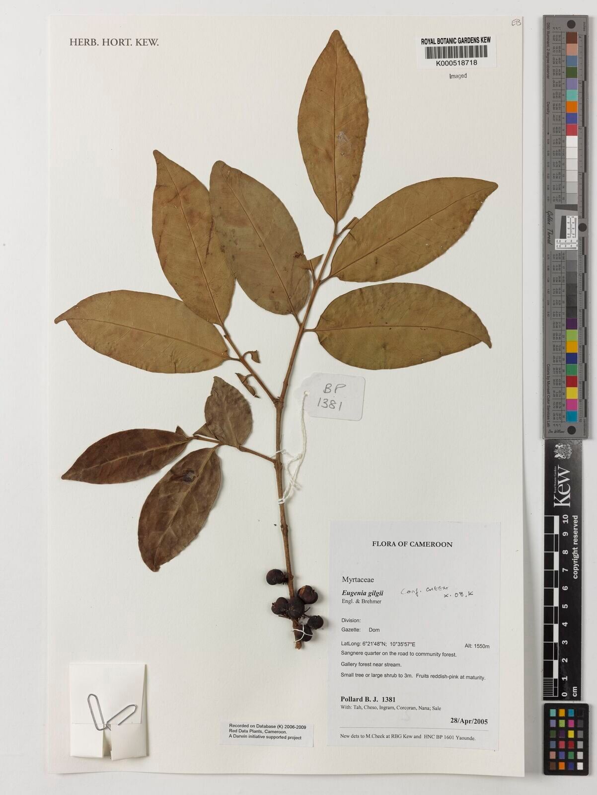 Eugenia gilgii — houseplant care guide