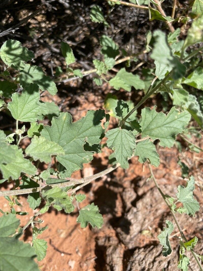 Sphaeralcea parvifolia leaf