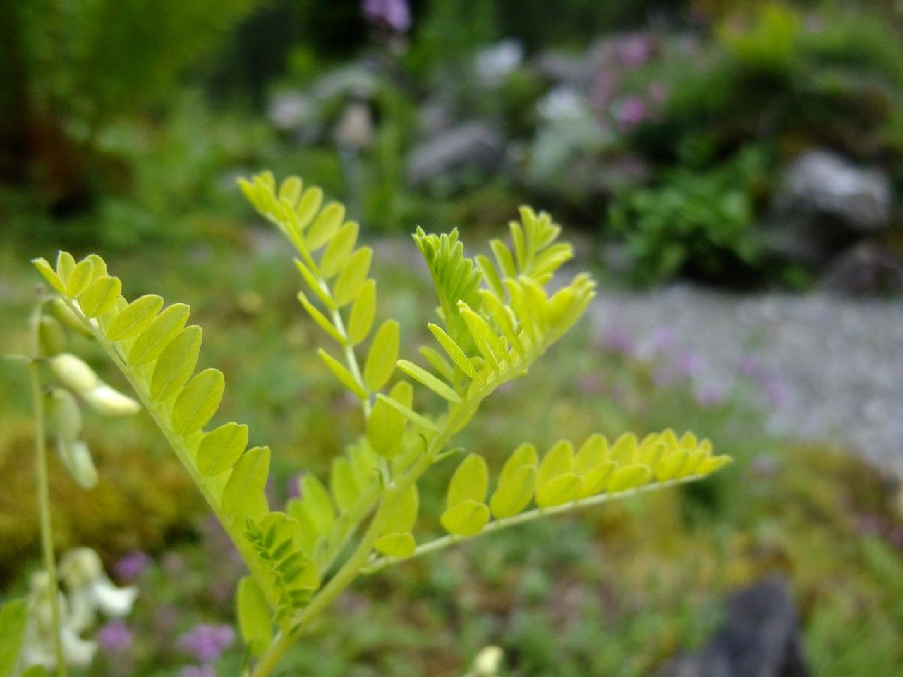 Astragalus mongholicus — search result for 'Astragalus'