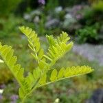 Astragalus mongholicus