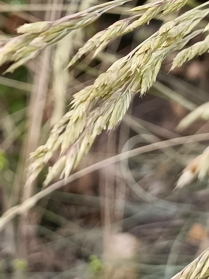 Festuca arvernensis flower