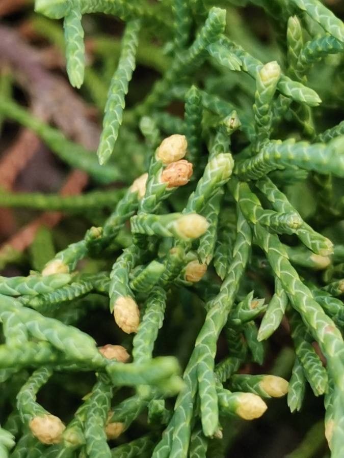 Microbiota decussata flower