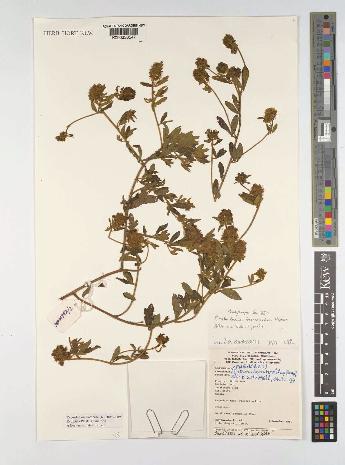 Crotalaria bamendae — houseplant care guide