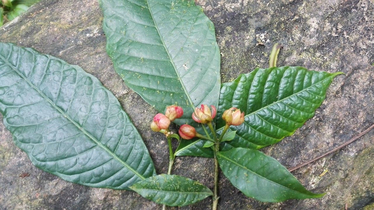 Ravenia rosea flower