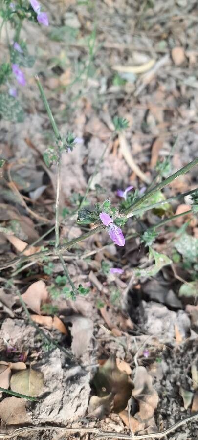 Verbena canescens flower
