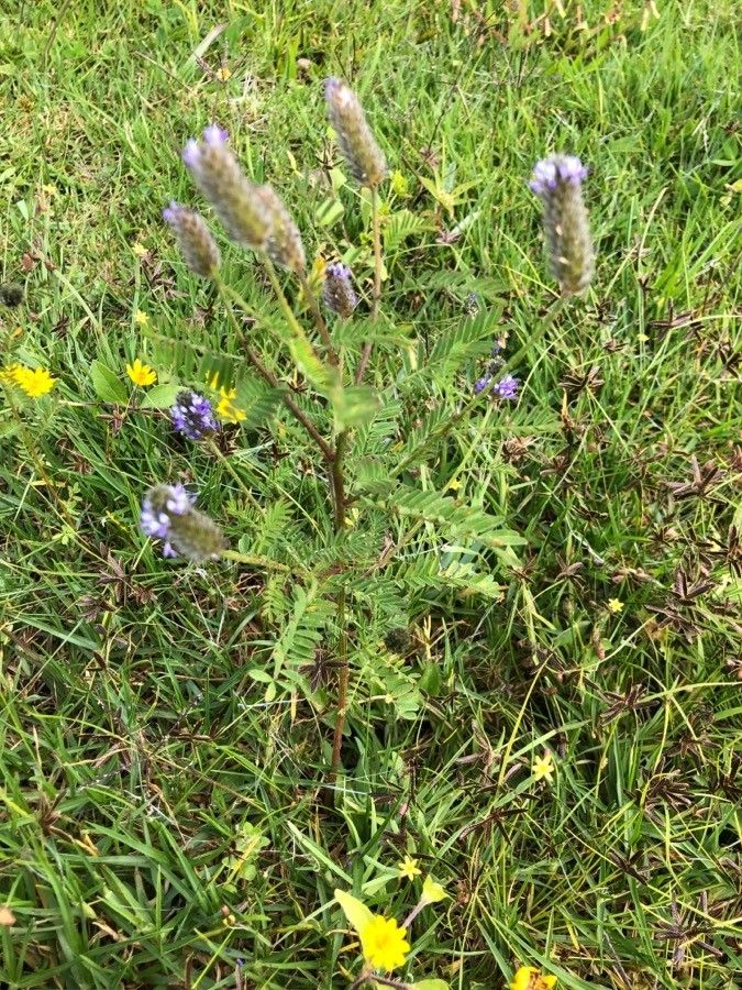 Dalea leporina habit