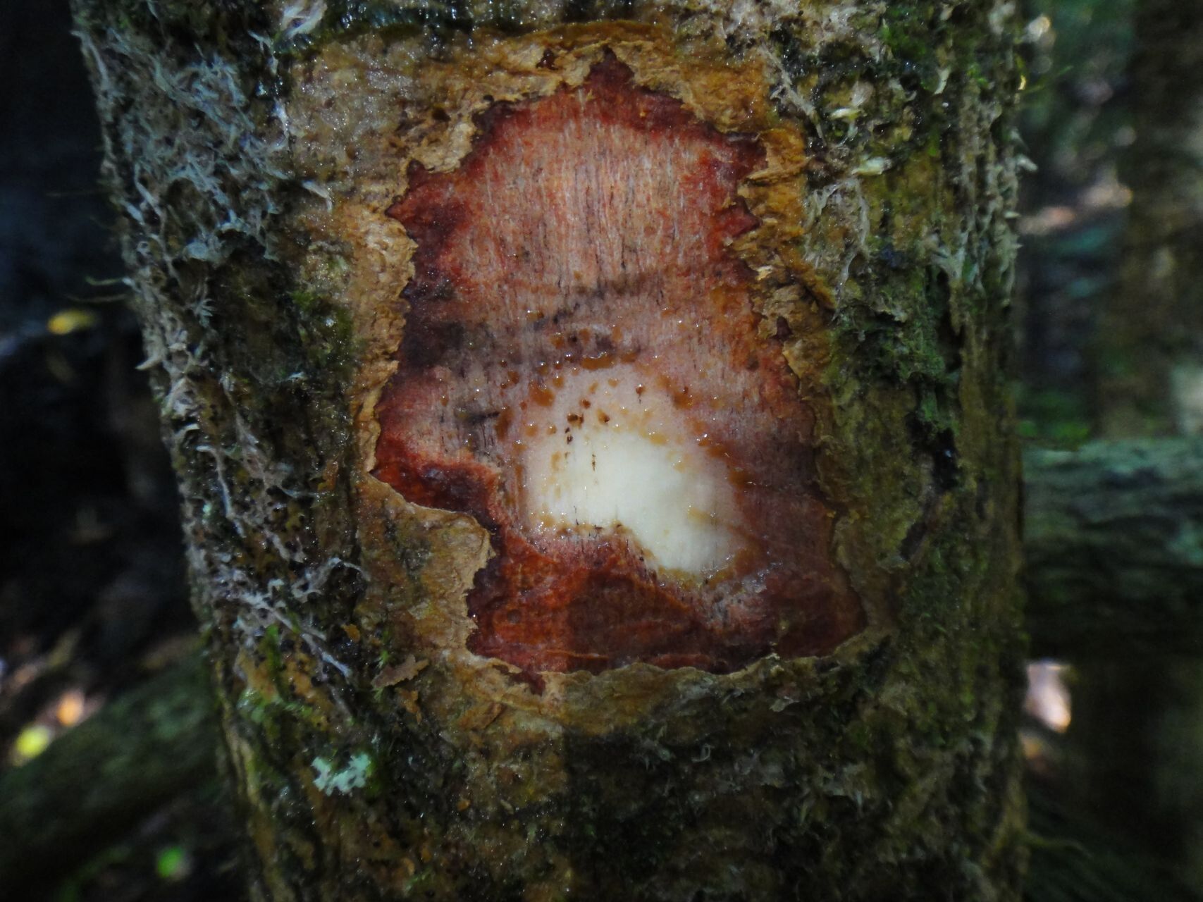 Semecarpus ater bark