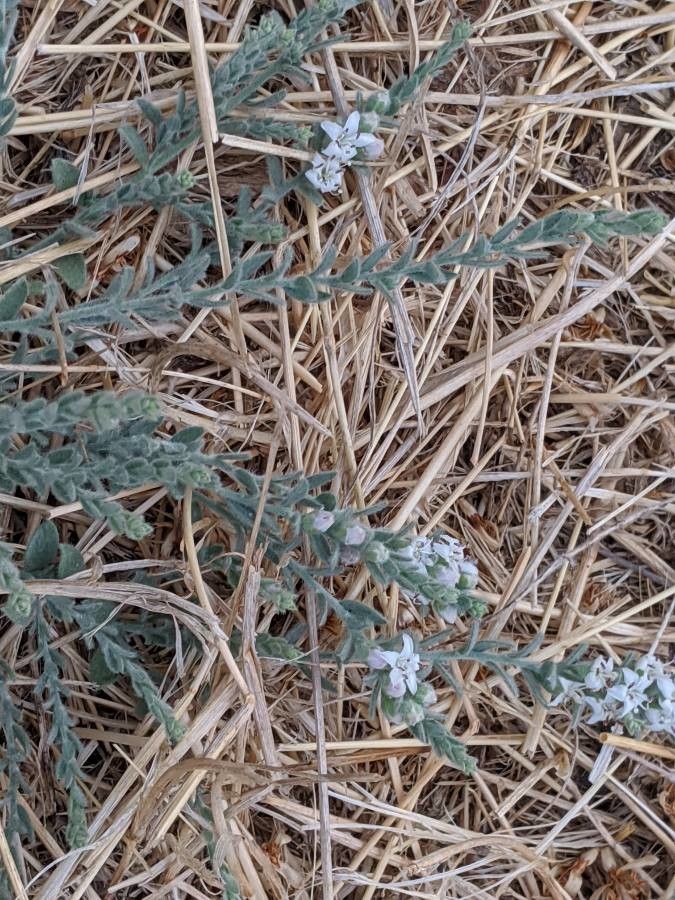 Cressa truxillensis habit