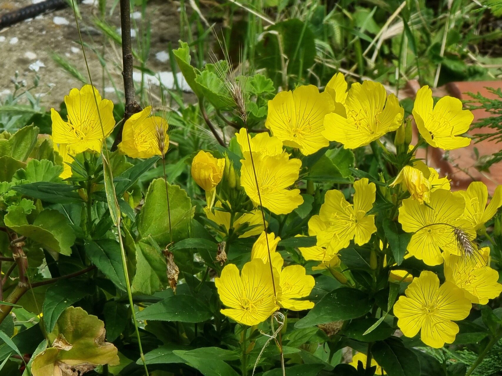 Oenothera pilosella flower