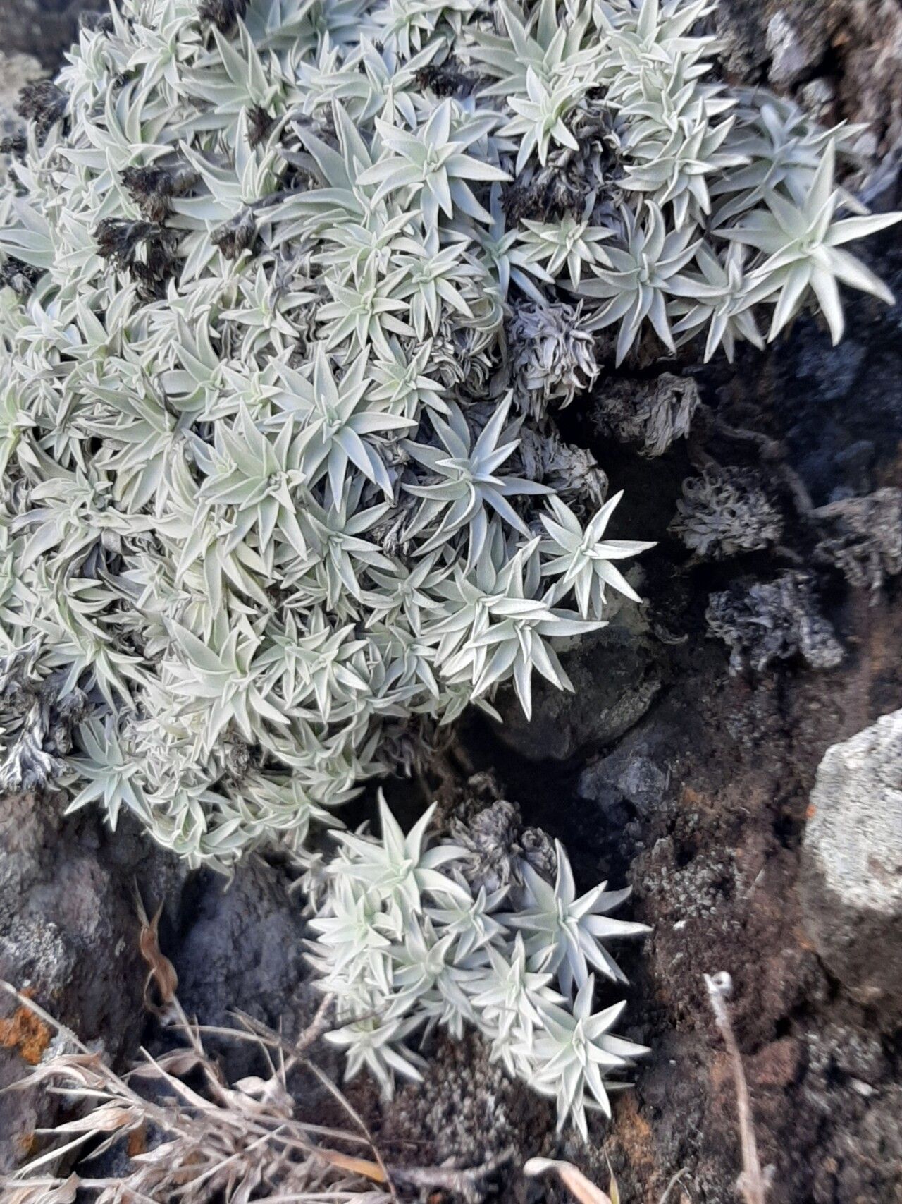 Helichrysum mauritianum — houseplant care guide