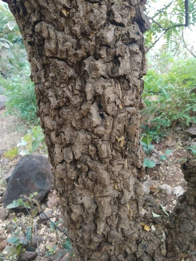 Chloroxylon swietenia bark