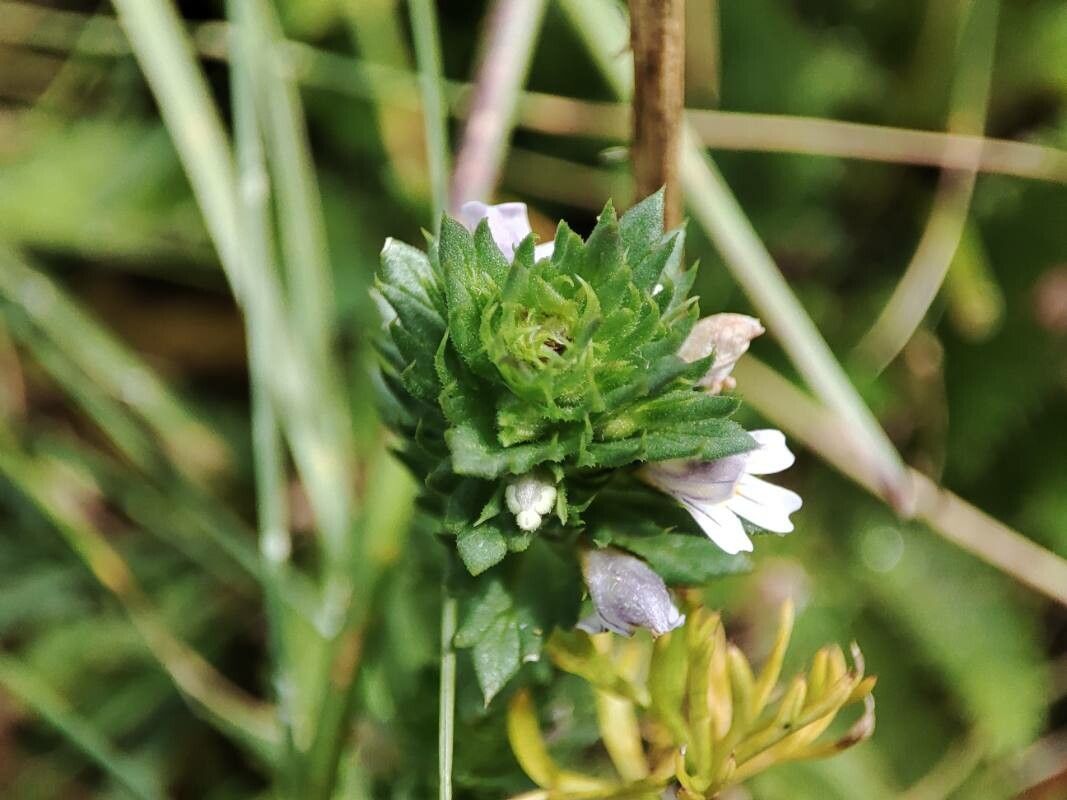 Euphrasia pectinata — search result for 'Euphrasia'