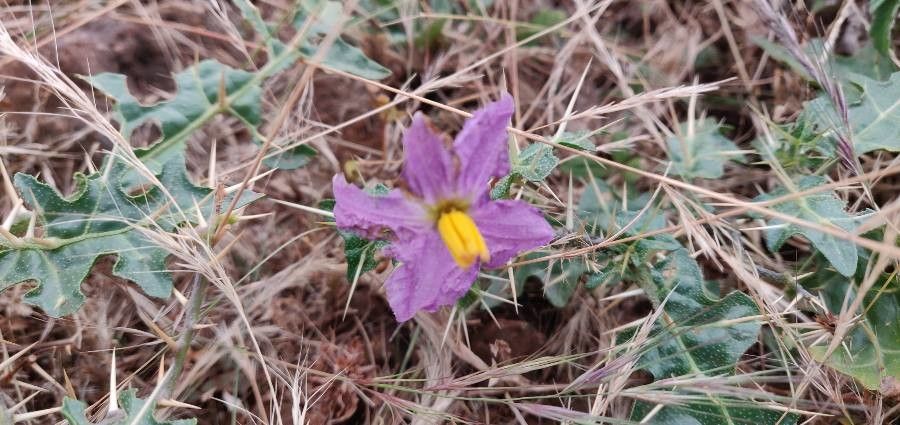 Solanum virginianum flower